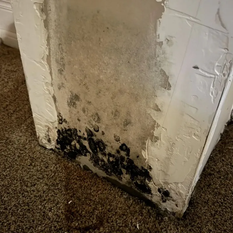 Professional Mold Removal in New Sharon, ME